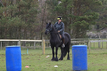 Rackwood Hugo Fell pony gelding